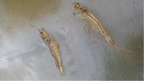 养殖对虾爆料怎么做视频,视频制作攻略全解析